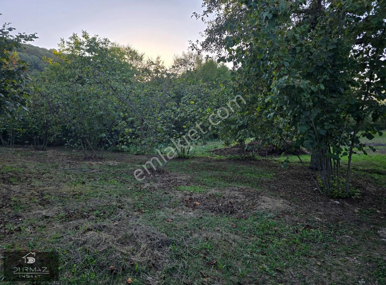 Sakarya'nin En Nadir Doğa Parçası, Dere, Kaynak Suyu, Fındık. - Görsel 24