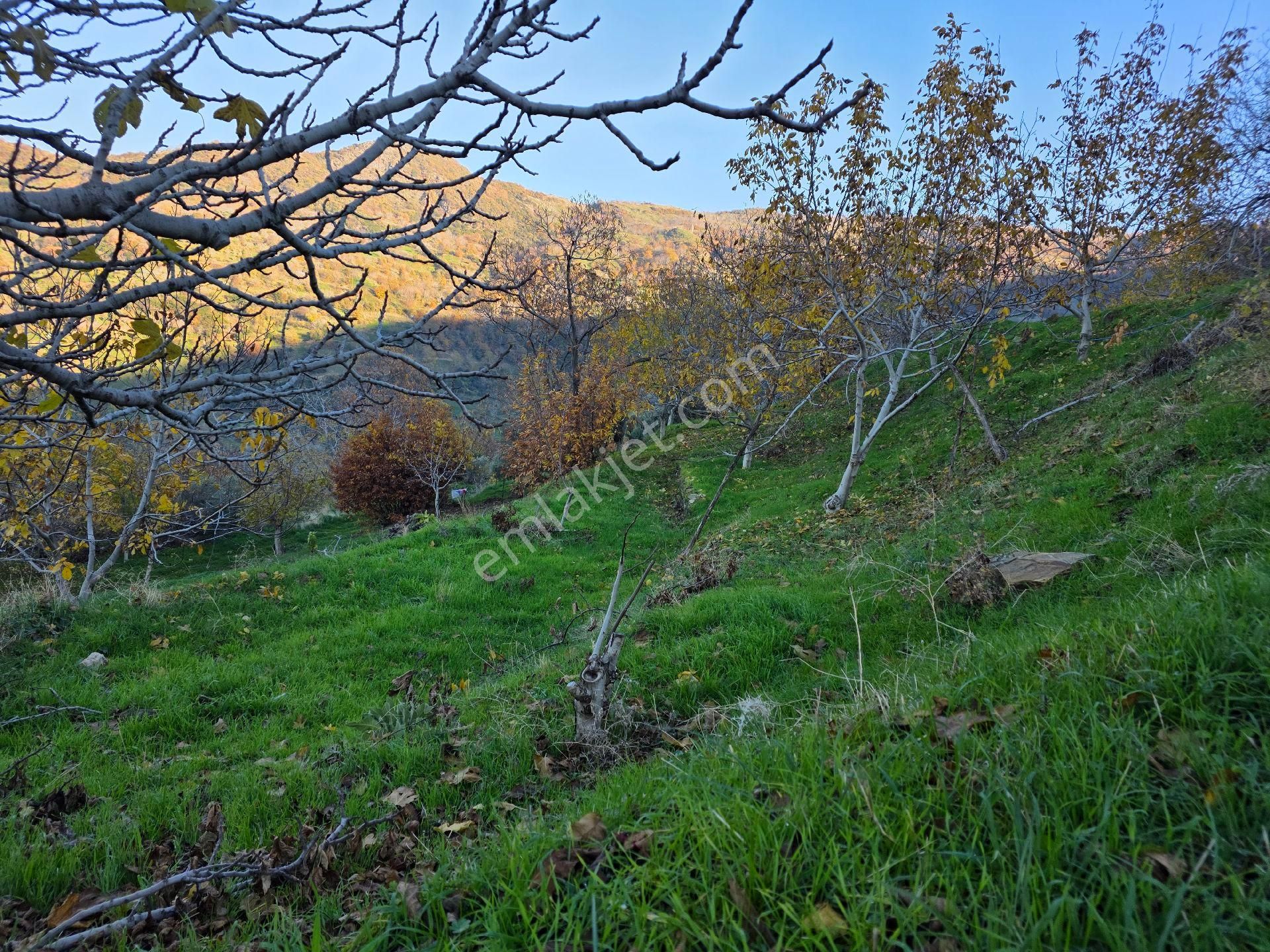 Muhteşem Konumda Tarlamız Satılıktır - Görsel 5