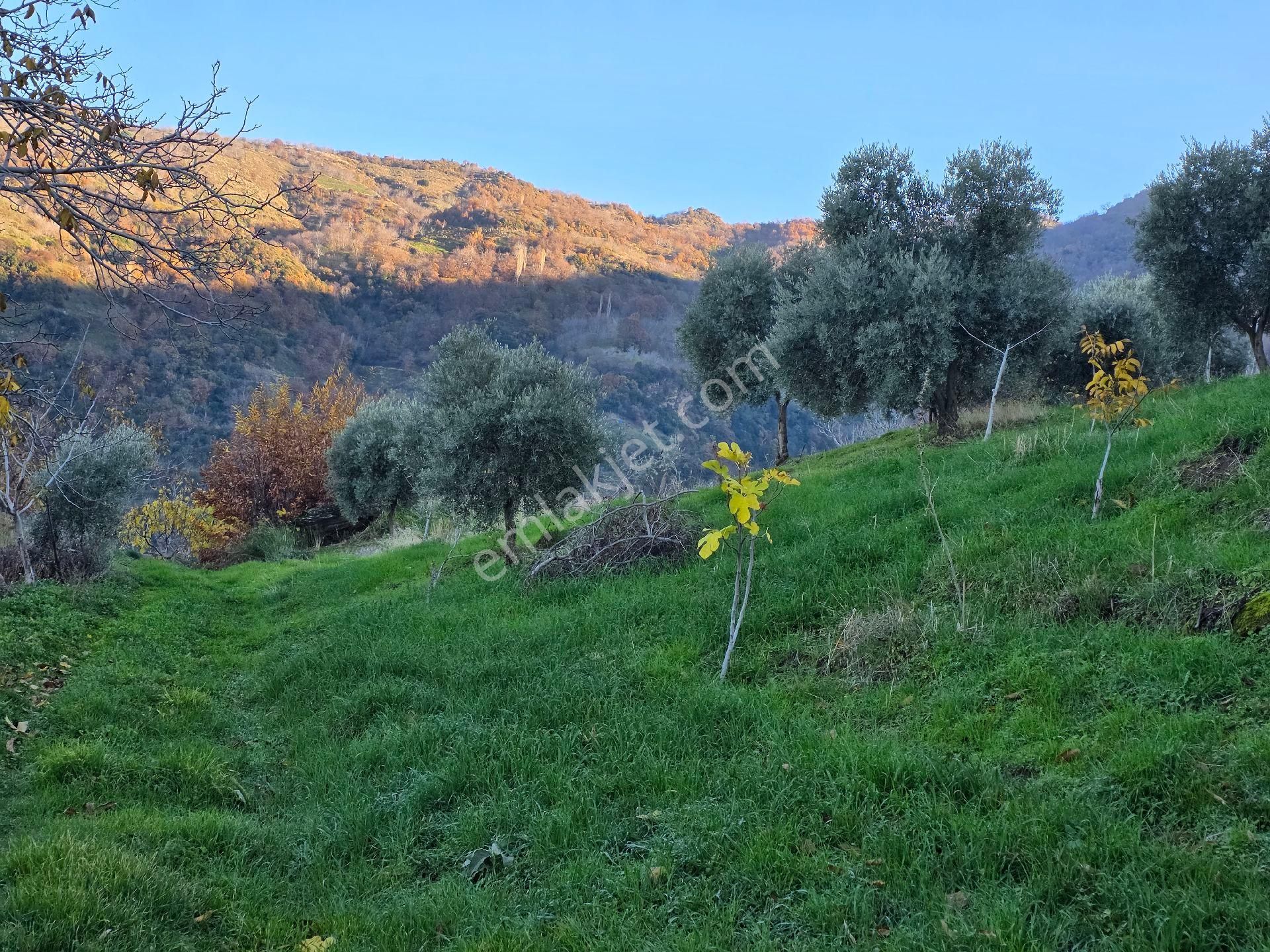 Muhteşem Konumda Tarlamız Satılıktır - Görsel 24
