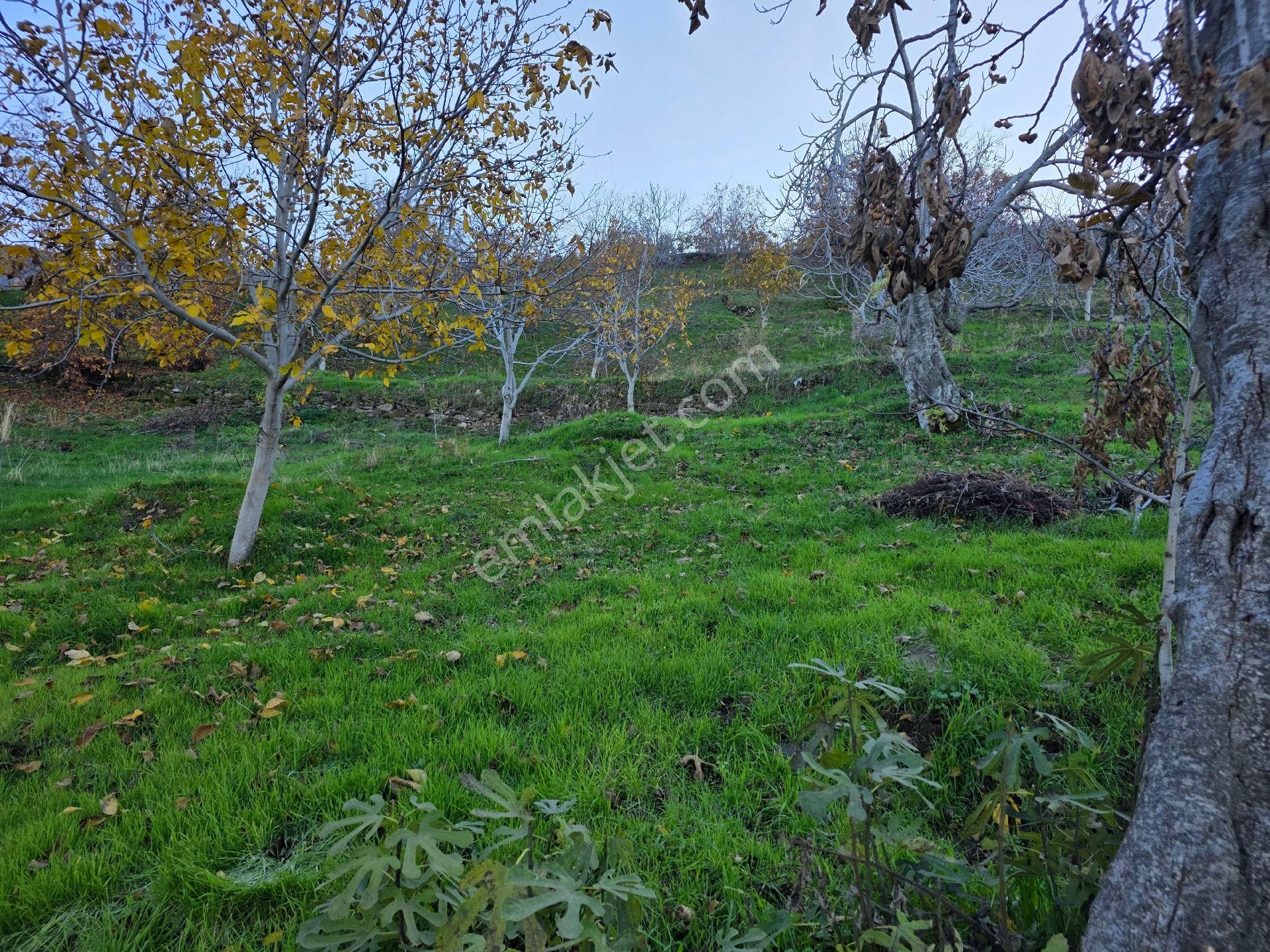 Muhteşem Konumda Tarlamız Satılıktır - Görsel 10