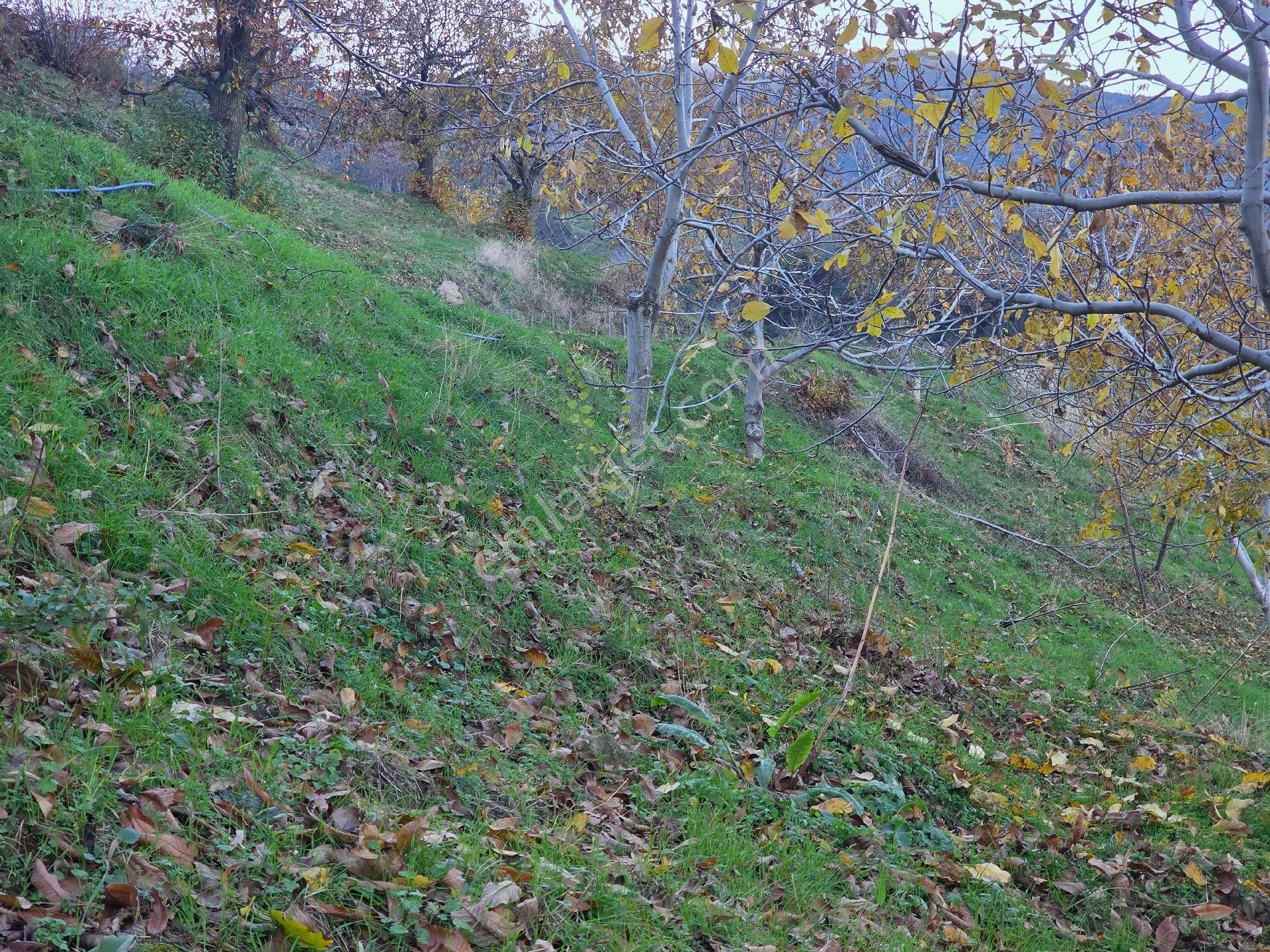 Muhteşem Konumda Tarlamız Satılıktır - Görsel 22