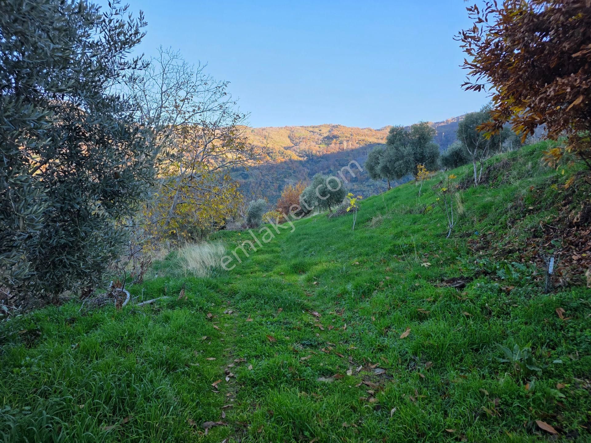 Muhteşem Konumda Tarlamız Satılıktır - Görsel 14