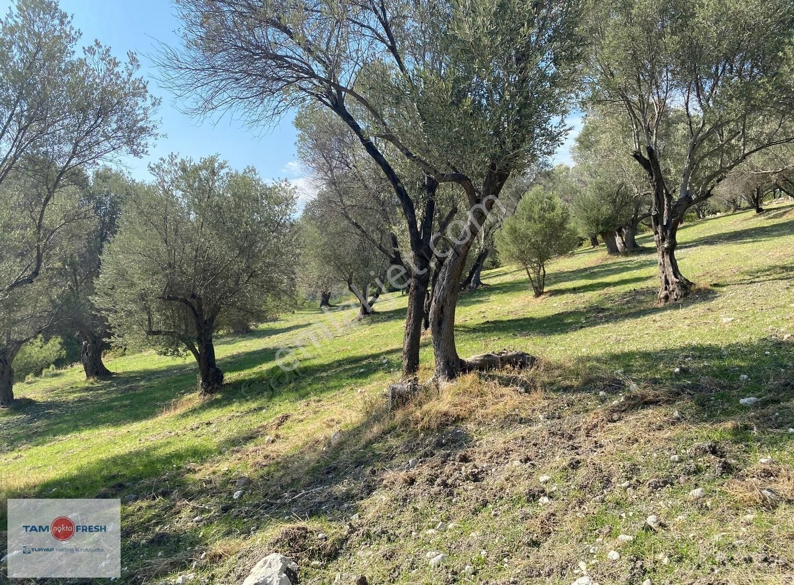 Eğlenhoca'da Doğa Ve Gölet Manzaralı Tarım İmarına Uygun Tarla - Görsel 19