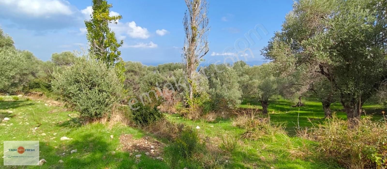 Kösedere De Deniz Manzaralı Zeytinlik