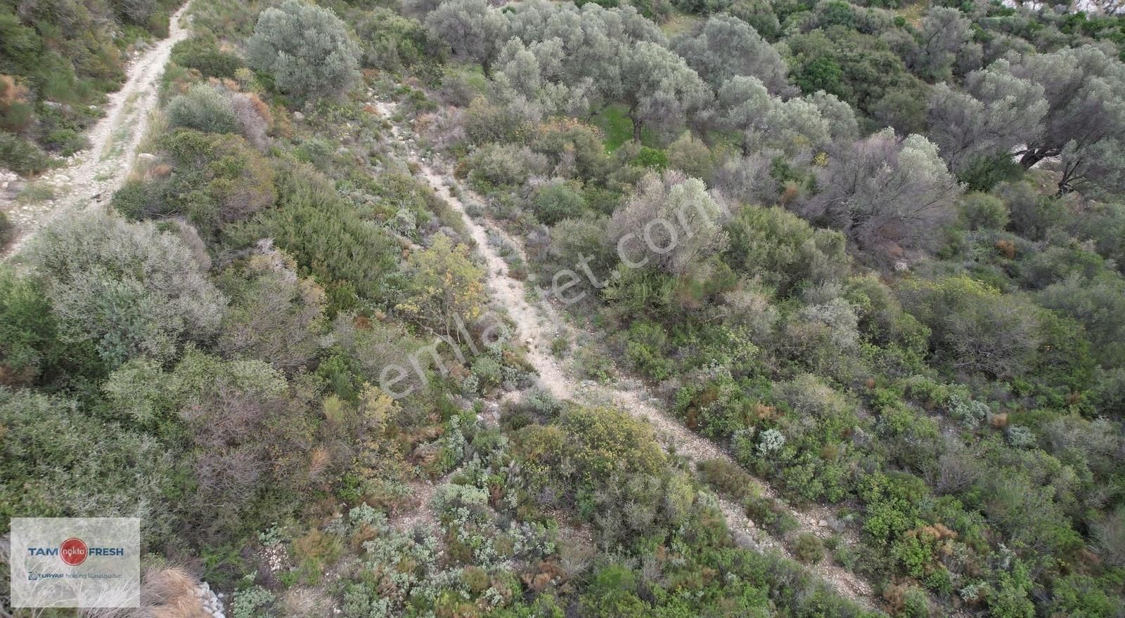 Eğlenhoca Köyünde Satılık Zeytin Ağaçlı Tarla