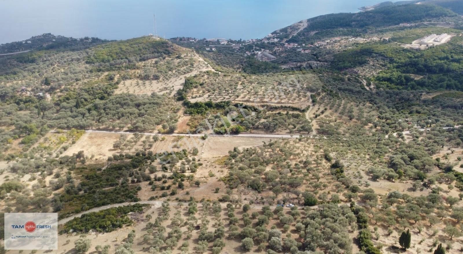 Deniz Manzaralı , Resmi Yolu Olan, Zeytin Ağaçlı Tarla - Görsel 9