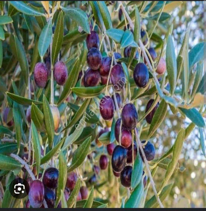 Yatırımlık Fırsat Fiyatlı Tarla (zeytin Dikimine Uygun) - Görsel 29