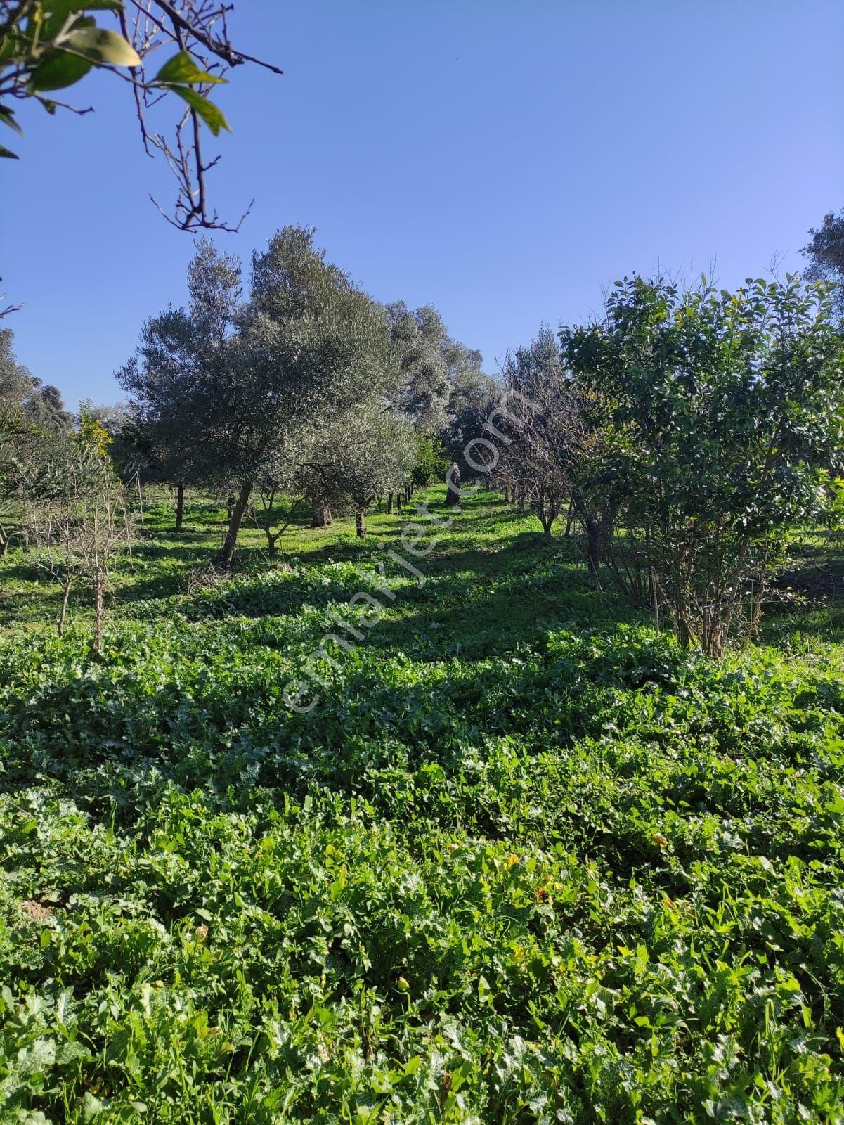 Satılık Nazilli Güzel Köyde 5.240 M2 Yatırımlık İmara Sıfır Bahçe - Görsel 9