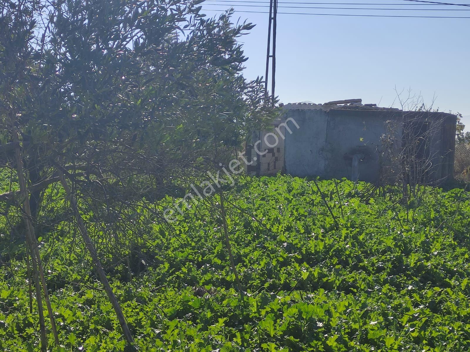 Satılık Nazilli Güzel Köyde 5.240 M2 Yatırımlık İmara Sıfır Bahçe - Görsel 16