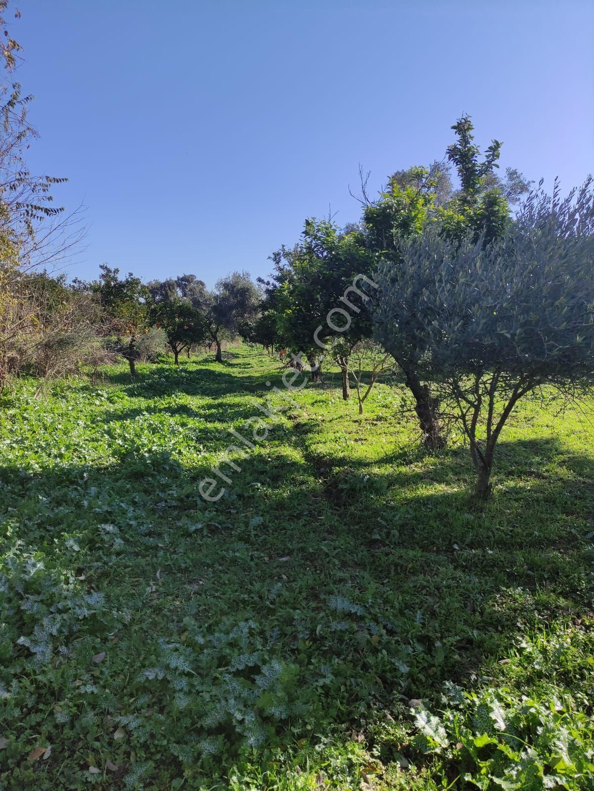 Satılık Nazilli Güzel Köyde 5.240 M2 Yatırımlık İmara Sıfır Bahçe - Görsel 10