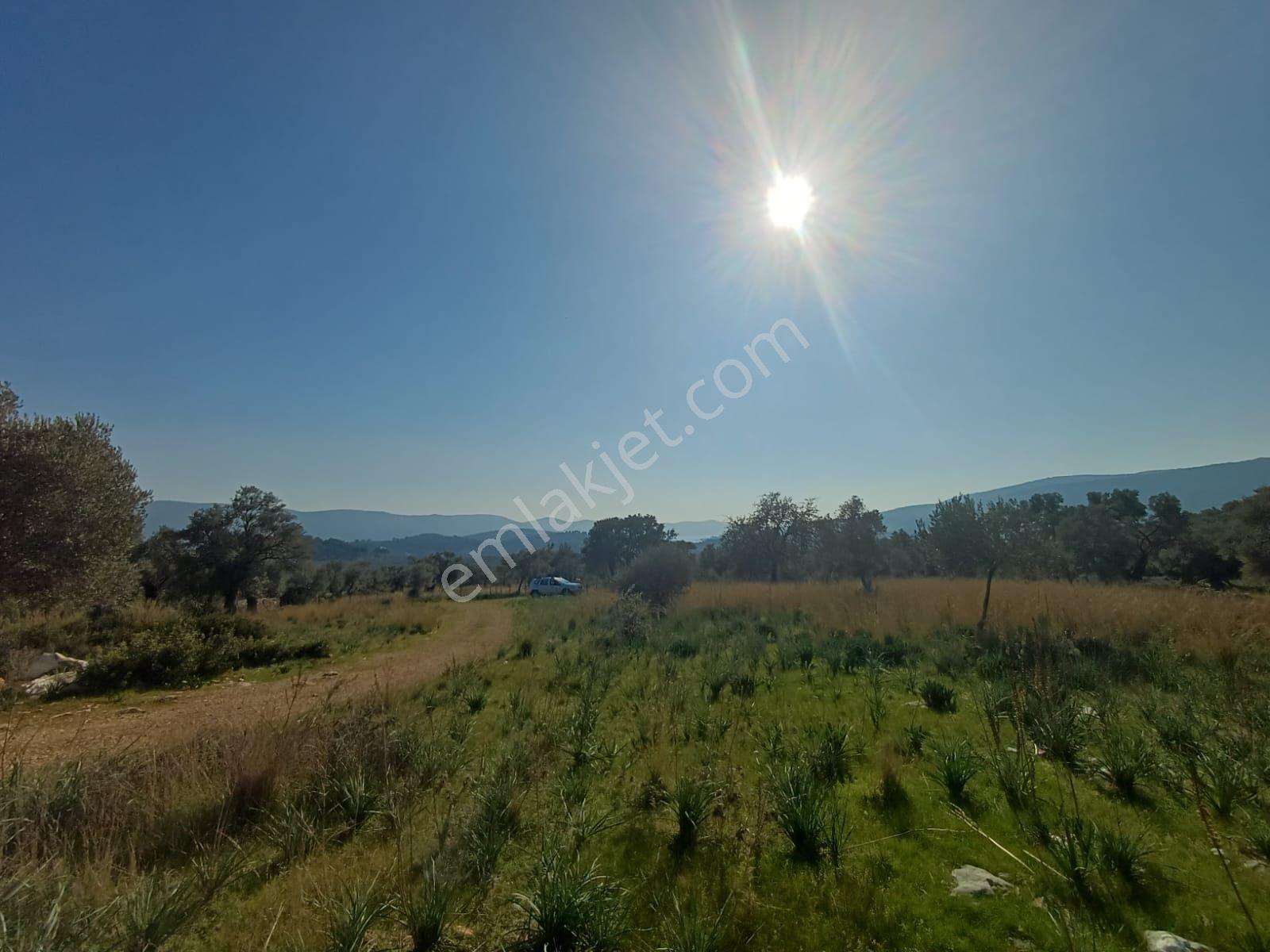 Kazikli Mahallesinde 7500 M2 Satilik Zeytinlik - Görsel 3