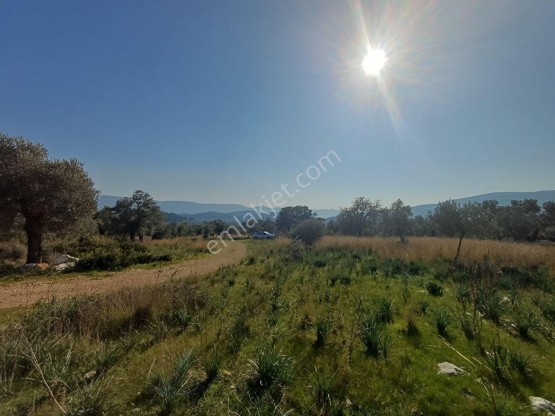 Kazikli Mahallesinde 7500 M2 Satilik Zeytinlik - Görsel 4