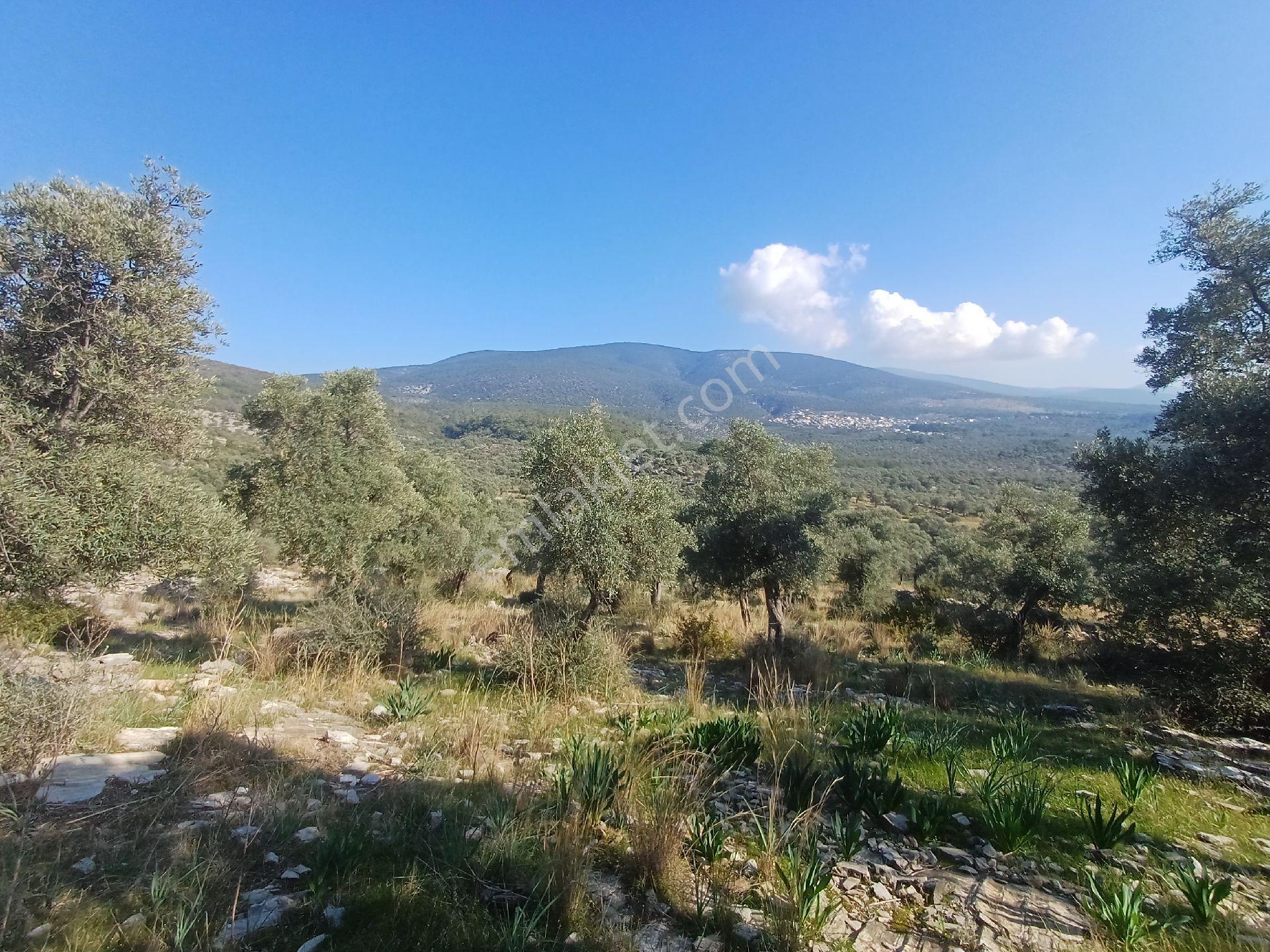 Kazikli Mahallesinde 7500 M2 Satilik Zeytinlik - Görsel 18