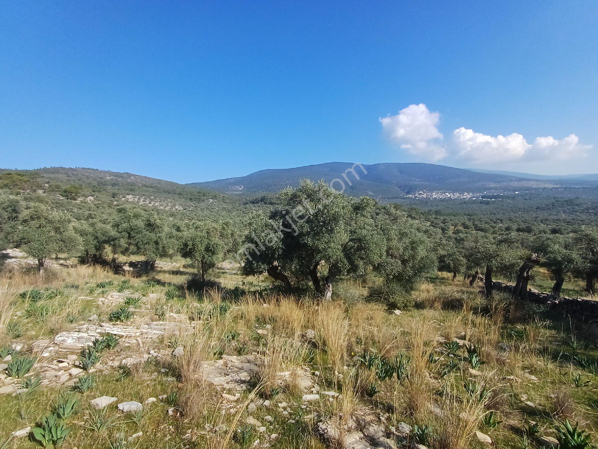 Kazikli Mahallesinde 7500 M2 Satilik Zeytinlik - Görsel 16