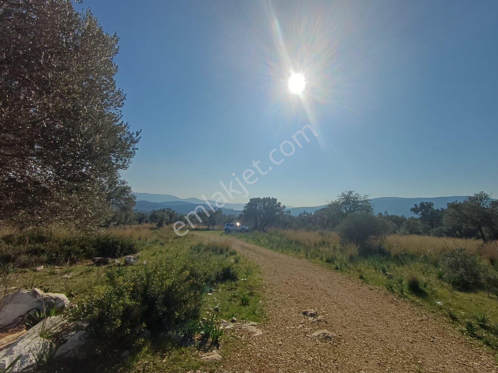 Kazikli Mahallesinde 7500 M2 Satilik Zeytinlik