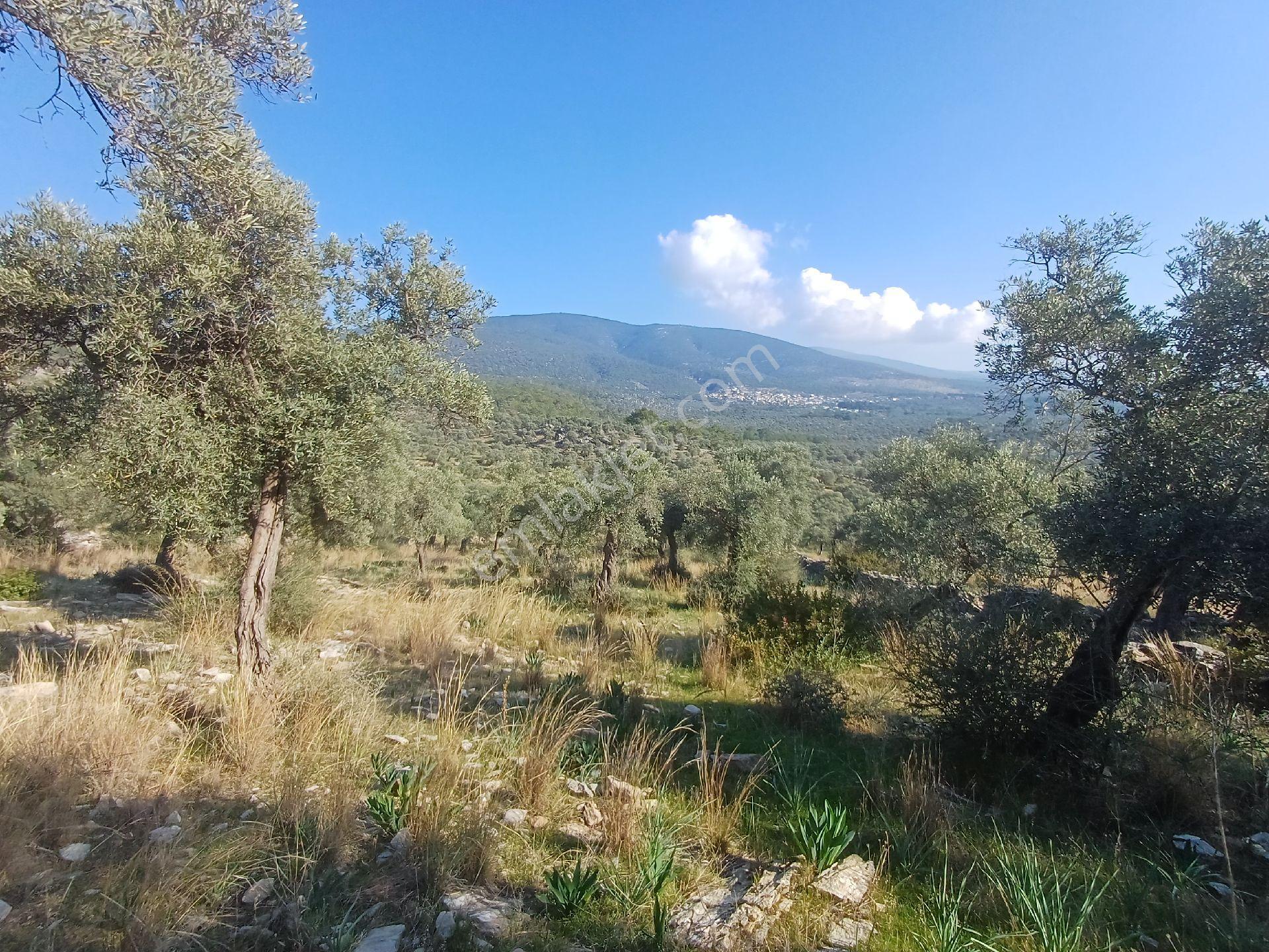 Kazikli Mahallesinde 7500 M2 Satilik Zeytinlik - Görsel 17