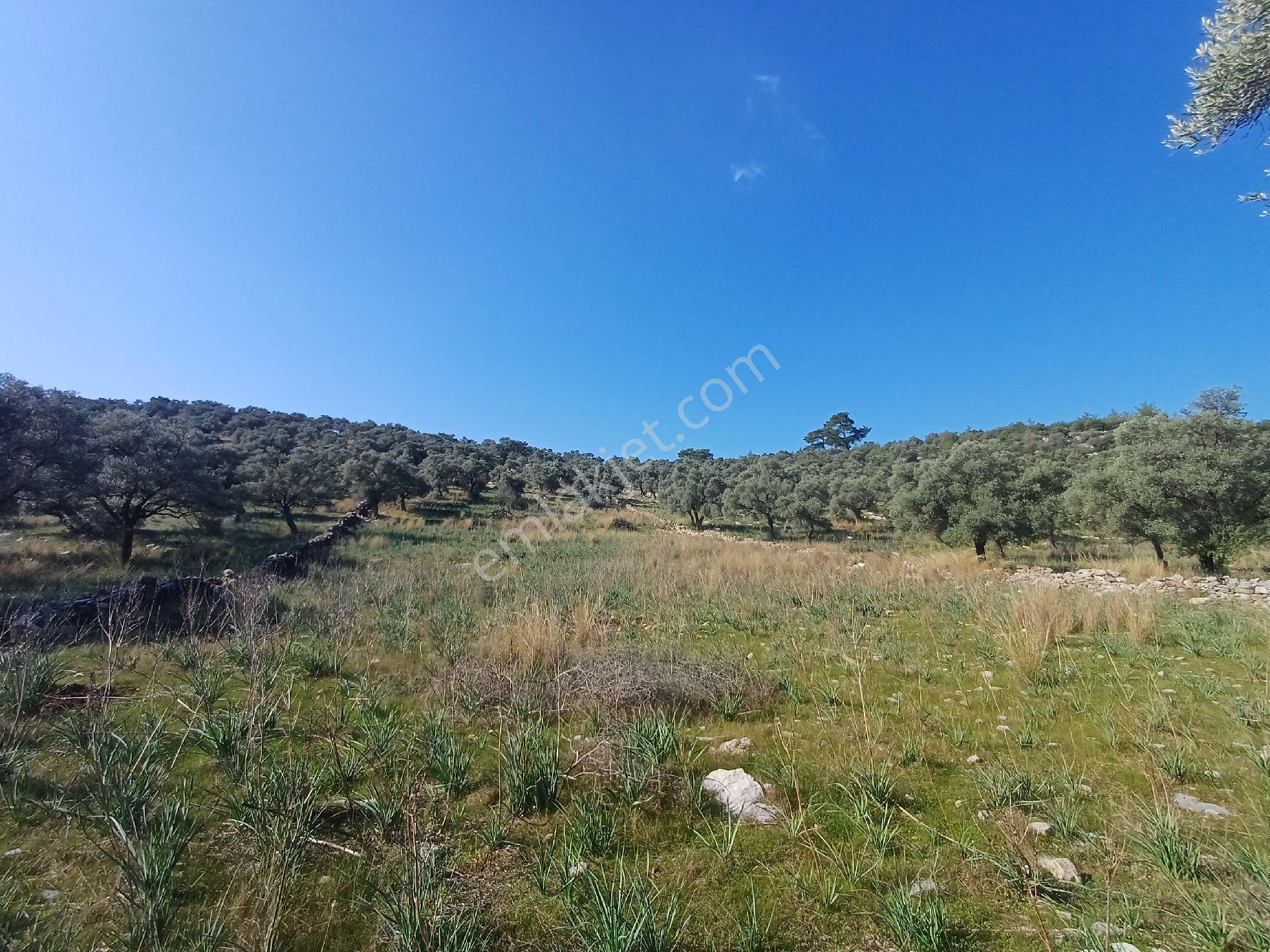 Kazikli Mahallesinde 7500 M2 Satilik Zeytinlik - Görsel 11