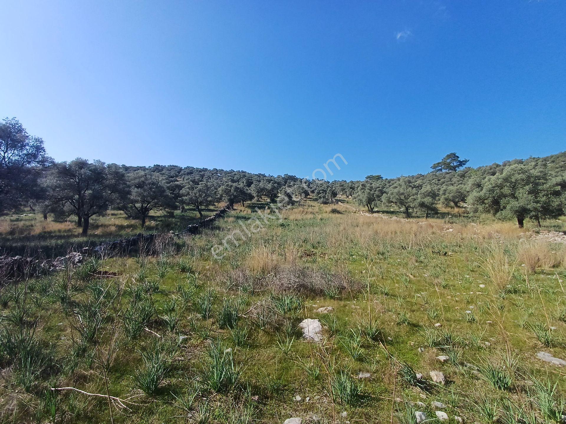 Kazikli Mahallesinde 7500 M2 Satilik Zeytinlik - Görsel 12