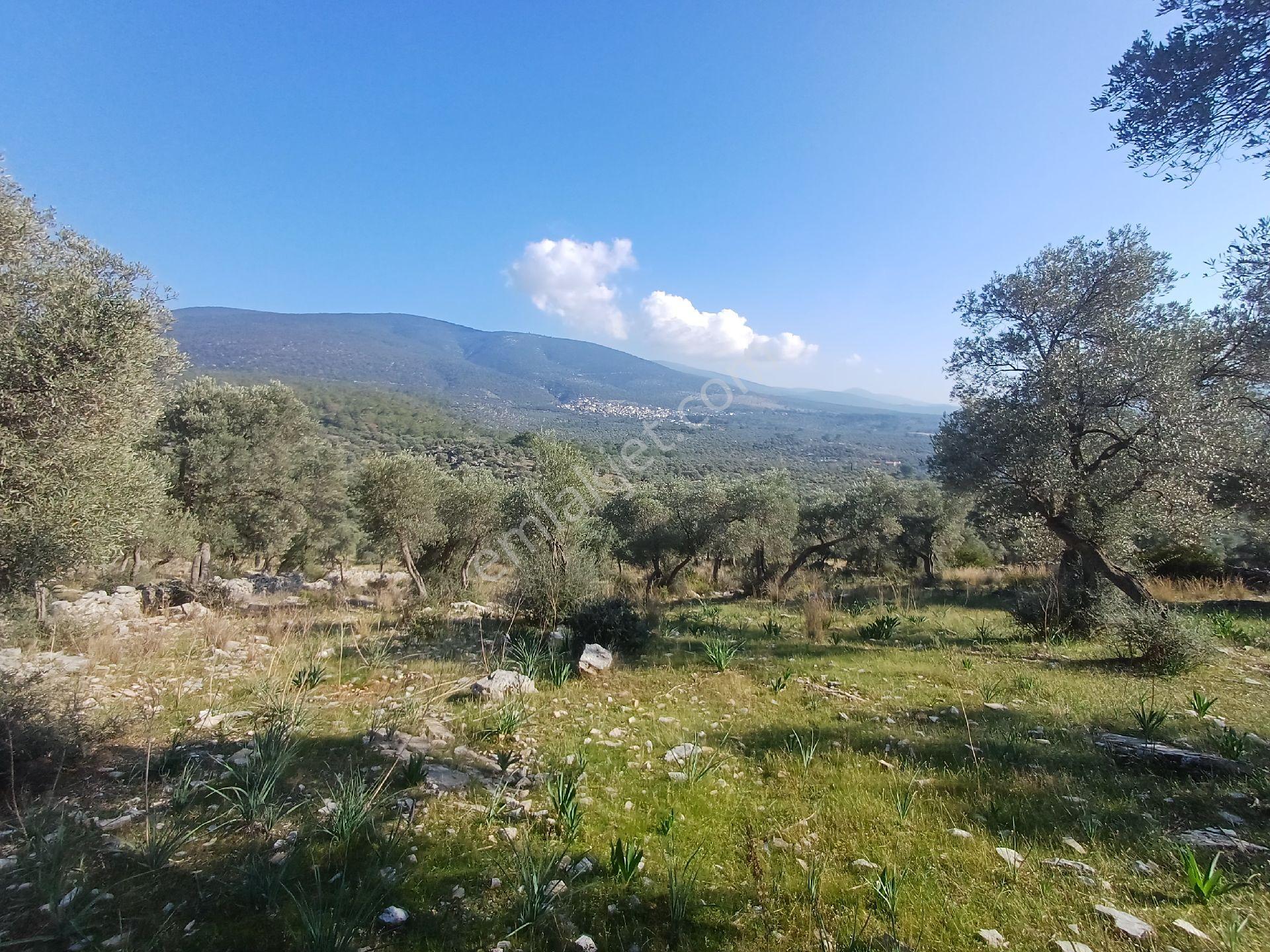 Kazikli Mahallesinde 7500 M2 Satilik Zeytinlik - Görsel 22