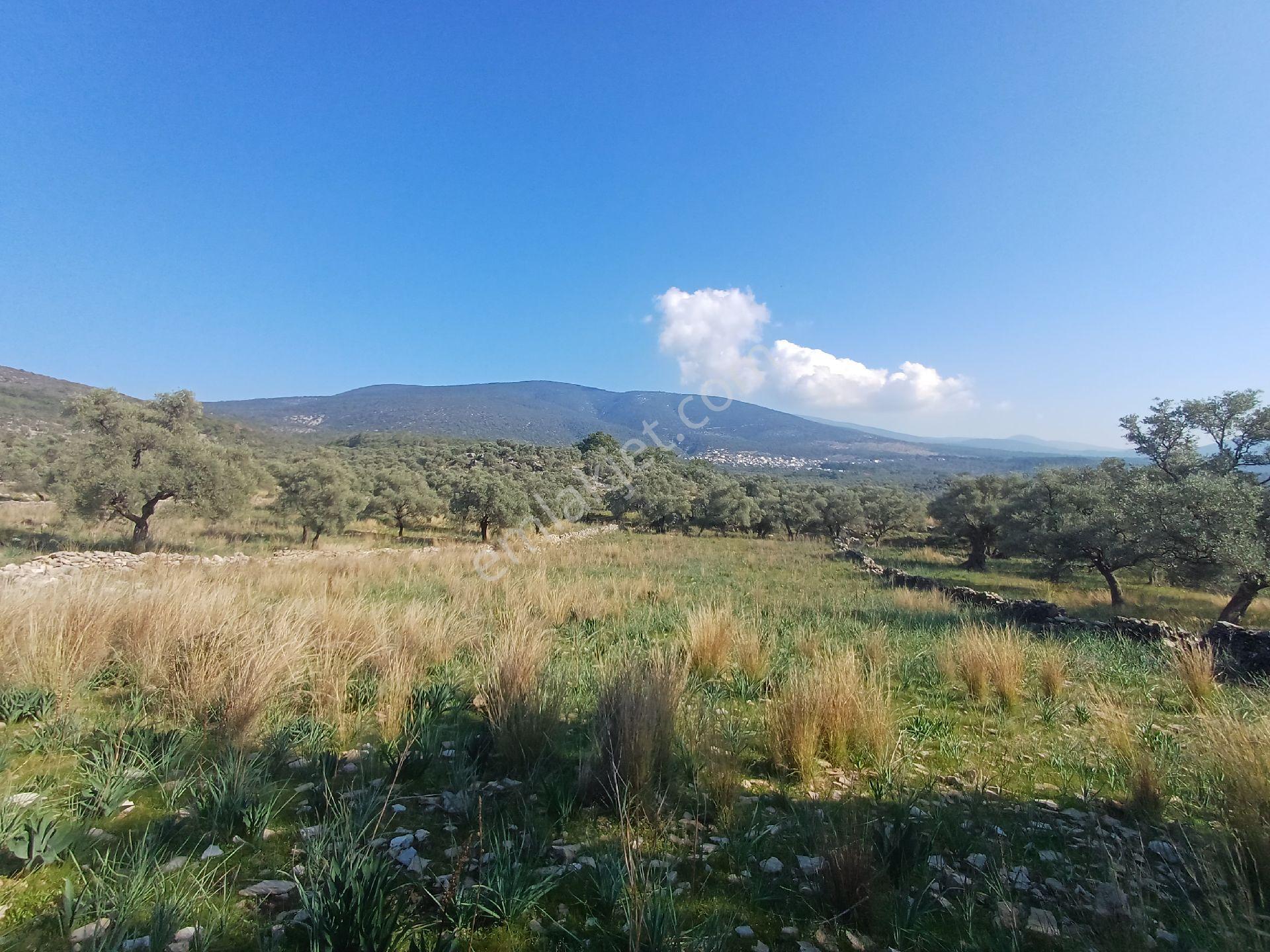 Kazikli Mahallesinde 7500 M2 Satilik Zeytinlik - Görsel 19