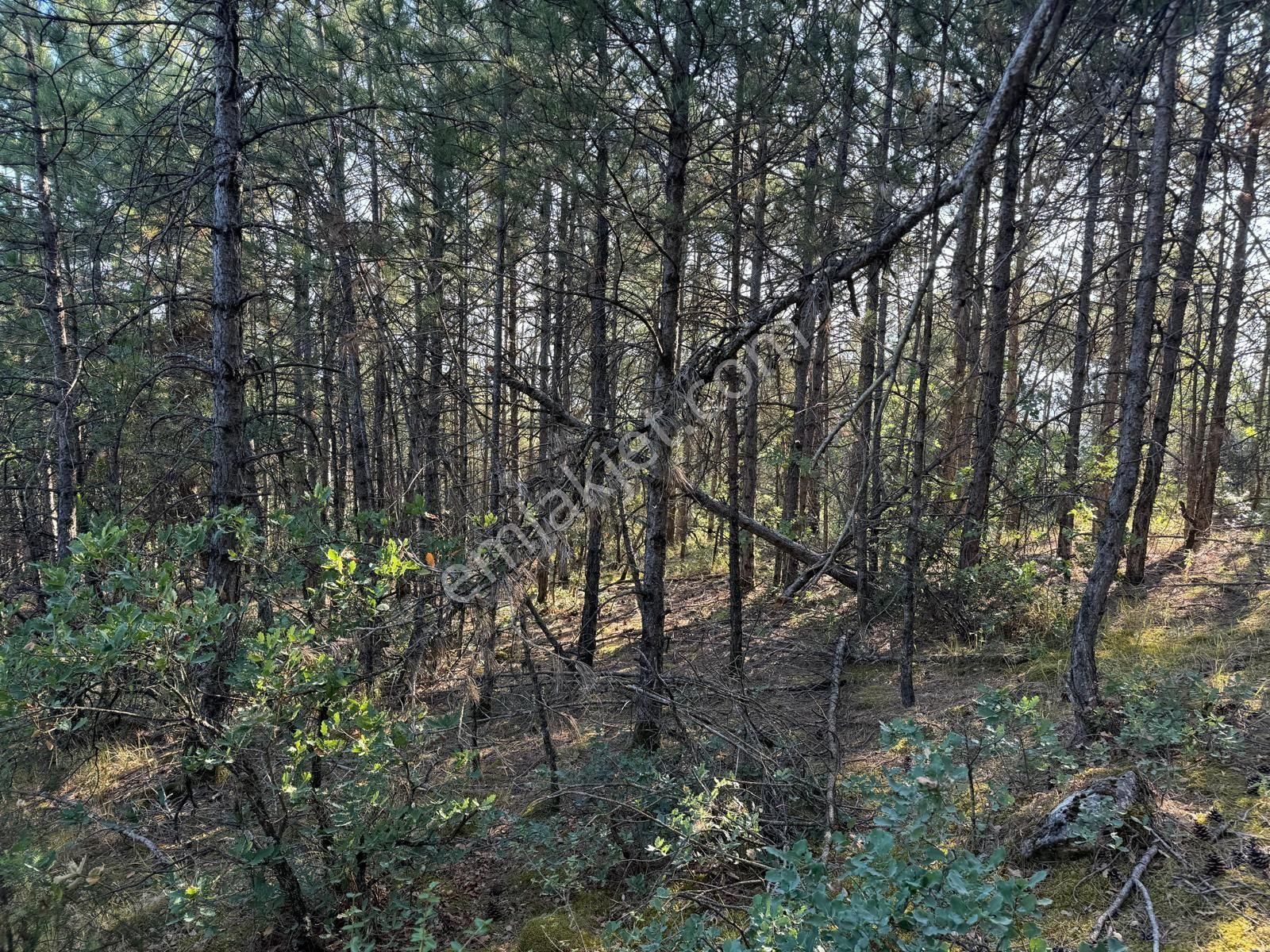 Sakarya Geyve Çengel Mahallesinde Satılık 8.3 Dönüm Yatırımlık Arsa - Görsel 5