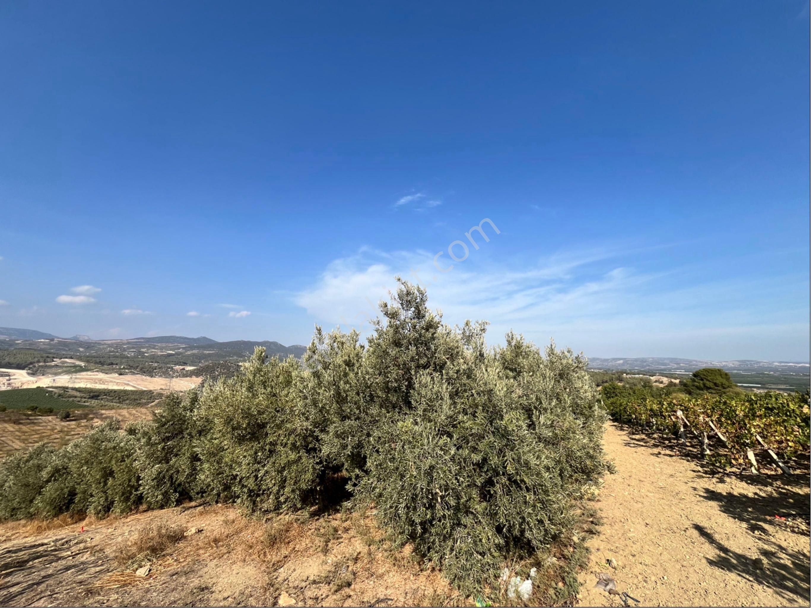 Camilide 1803 M2 Tek Tapu Zeytin Bahçesi Merkeze 11 Km Mesafe Yolu Açık Manzaralı