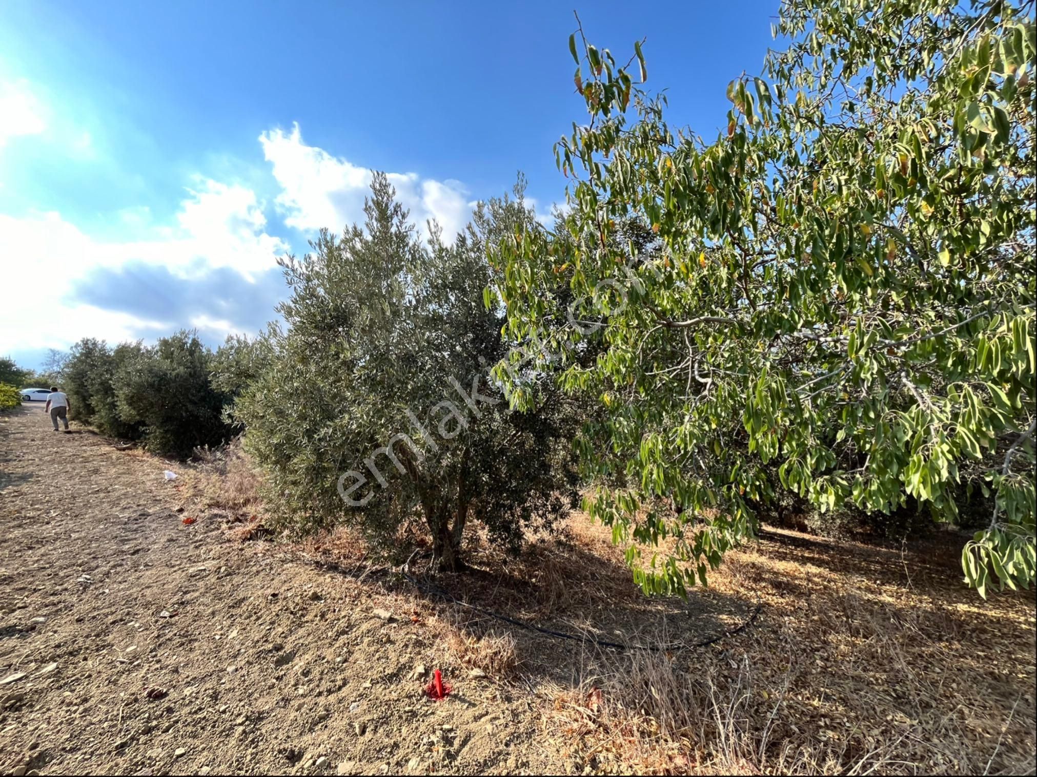 Camilide 1803 M2 Tek Tapu Zeytin Bahçesi Merkeze 11 Km Mesafe Yolu Açık Manzaralı - Görsel 10