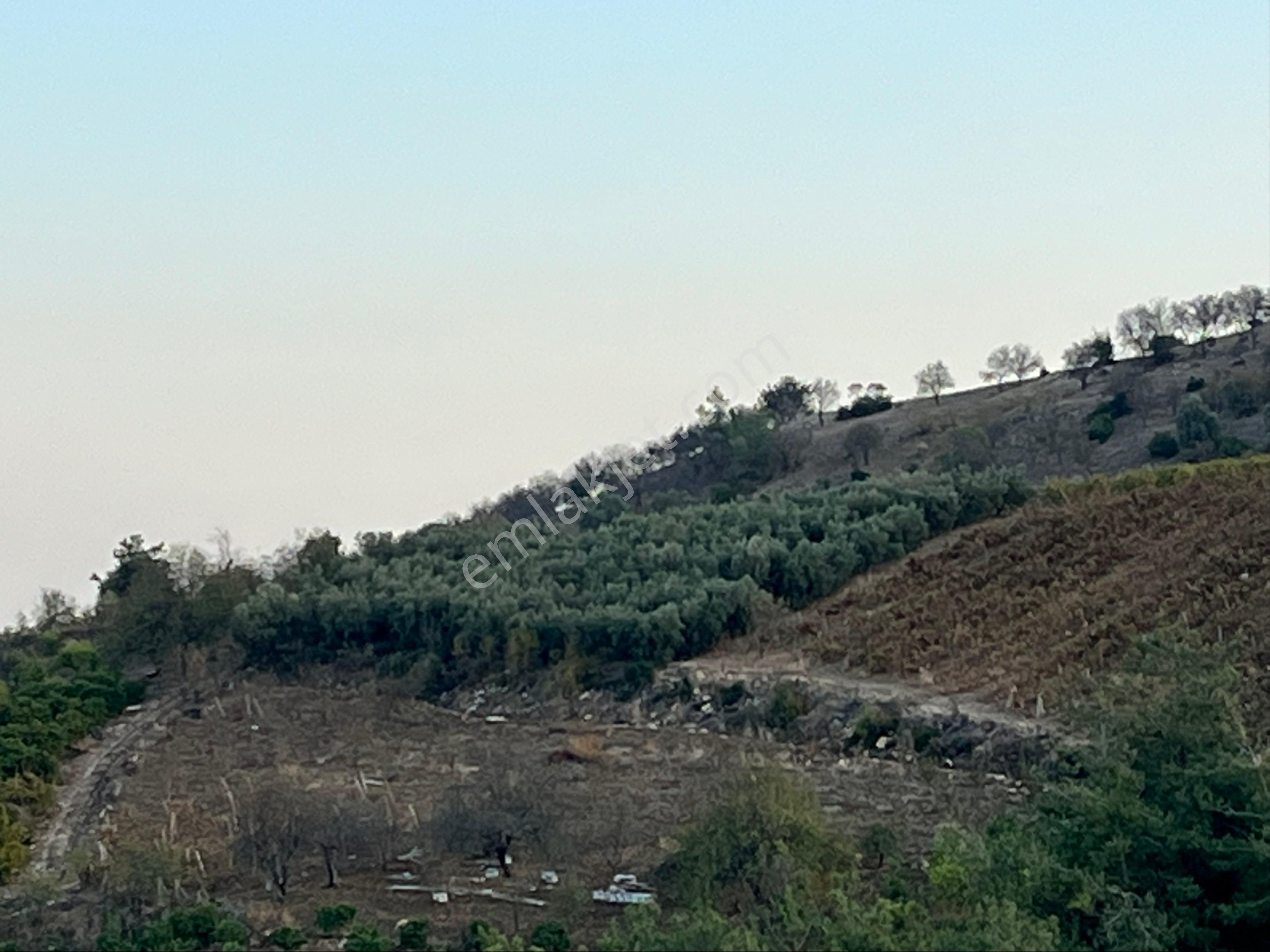 Camilide 1803 M2 Tek Tapu Zeytin Bahçesi Merkeze 11 Km Mesafe Yolu Açık Manzaralı - Görsel 13