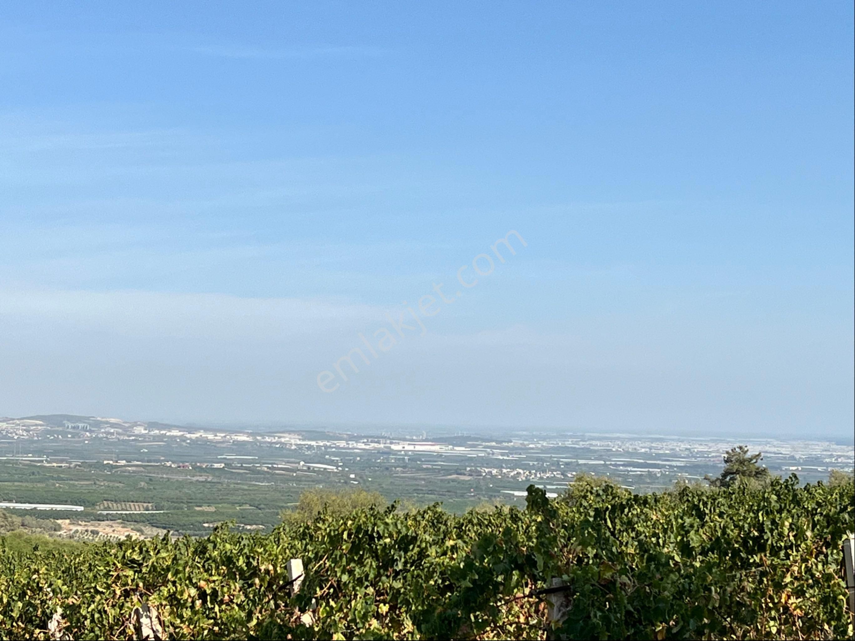 Camilide 1803 M2 Tek Tapu Zeytin Bahçesi Merkeze 11 Km Mesafe Yolu Açık Manzaralı - Görsel 3