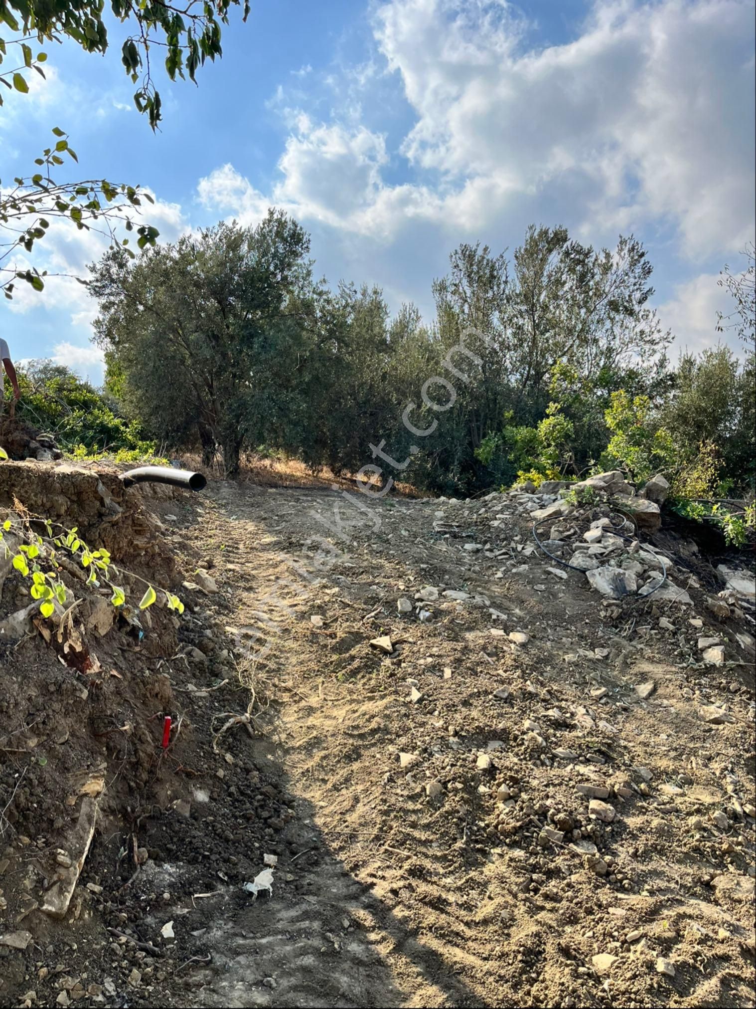 Camilide 1803 M2 Tek Tapu Zeytin Bahçesi Merkeze 11 Km Mesafe Yolu Açık Manzaralı - Görsel 7