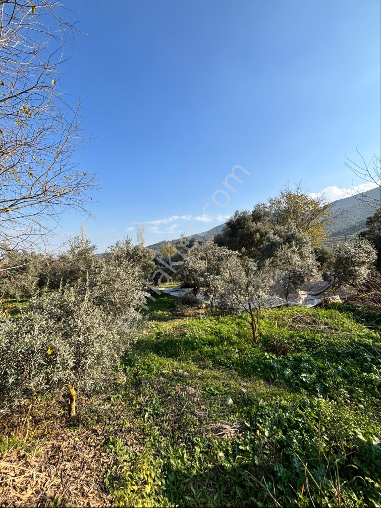 Nazilli Pirlibey Mahallesinde 2065 M2 Satılık Zeytinlik - Görsel 12