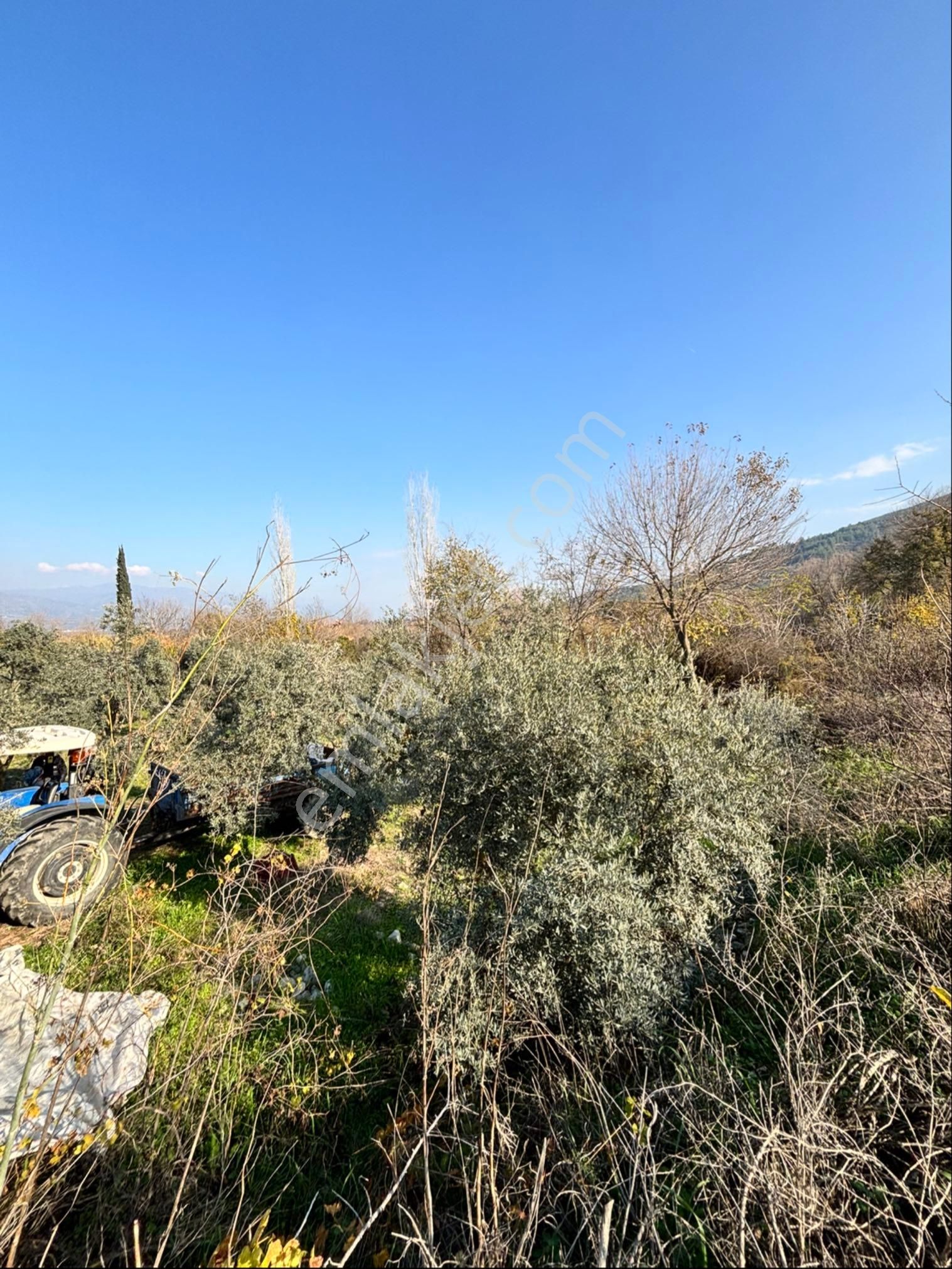 Nazilli Pirlibey Mahallesinde 2065 M2 Satılık Zeytinlik - Görsel 2