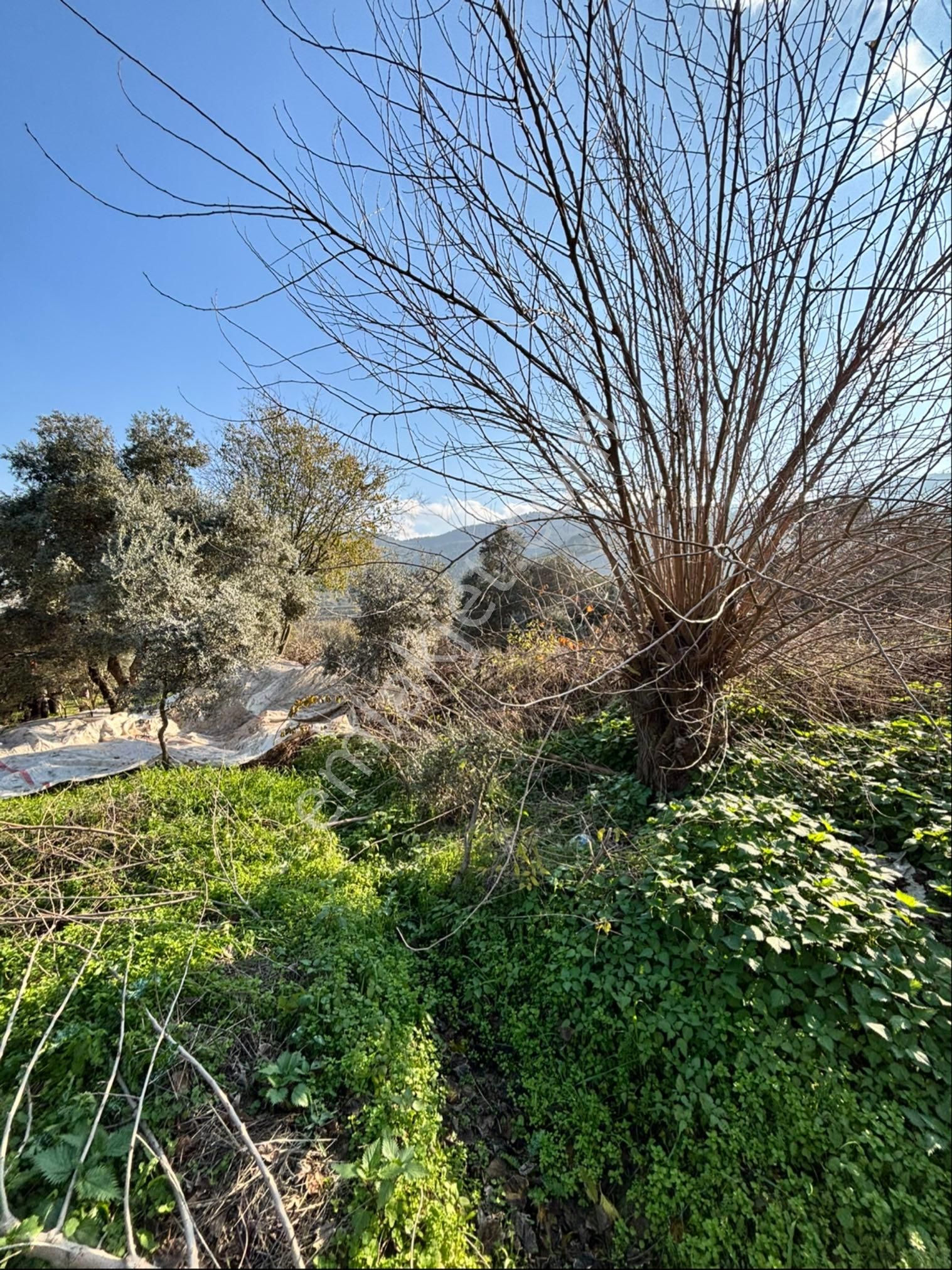 Nazilli Pirlibey Mahallesinde 2065 M2 Satılık Zeytinlik - Görsel 11