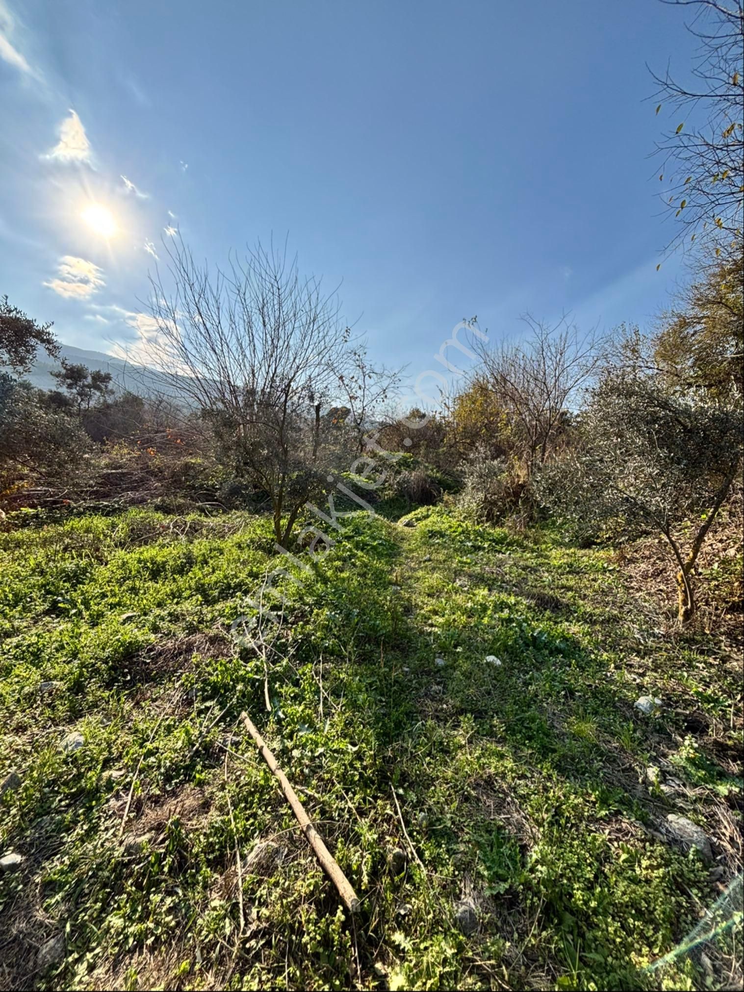 Nazilli Pirlibey Mahallesinde 2065 M2 Satılık Zeytinlik - Görsel 9