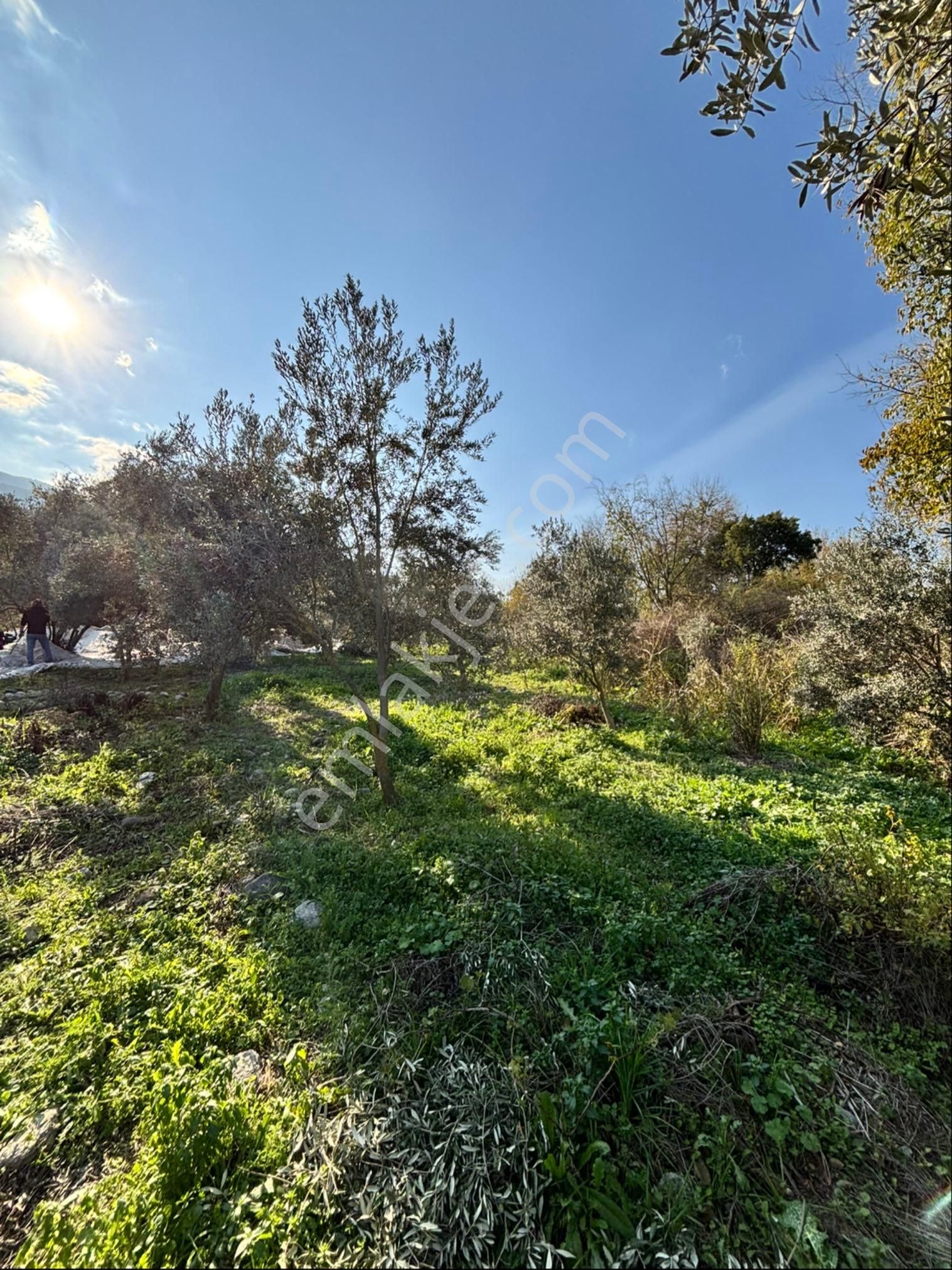 Nazilli Pirlibey Mahallesinde 2065 M2 Satılık Zeytinlik - Görsel 8