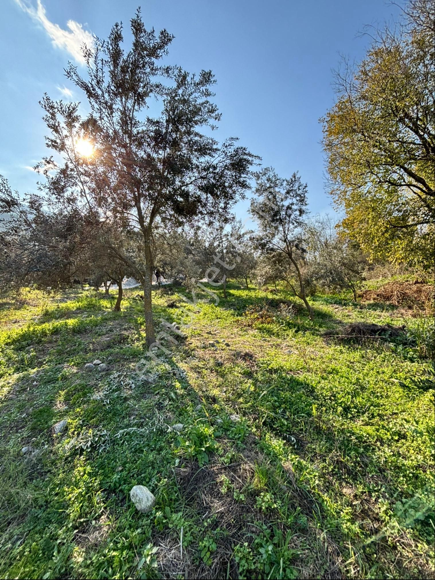 Nazilli Pirlibey Mahallesinde 2065 M2 Satılık Zeytinlik - Görsel 6