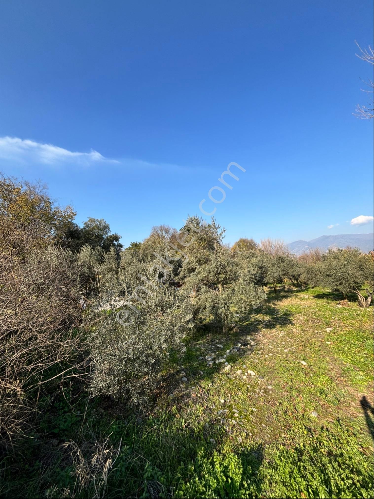 Nazilli Pirlibey Mahallesinde 2065 M2 Satılık Zeytinlik