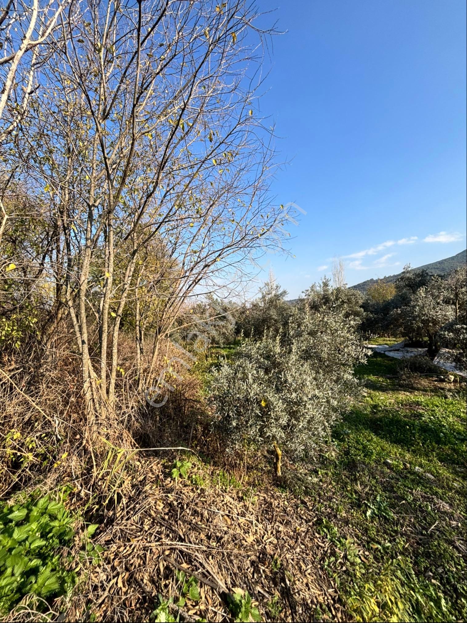 Nazilli Pirlibey Mahallesinde 2065 M2 Satılık Zeytinlik - Görsel 13