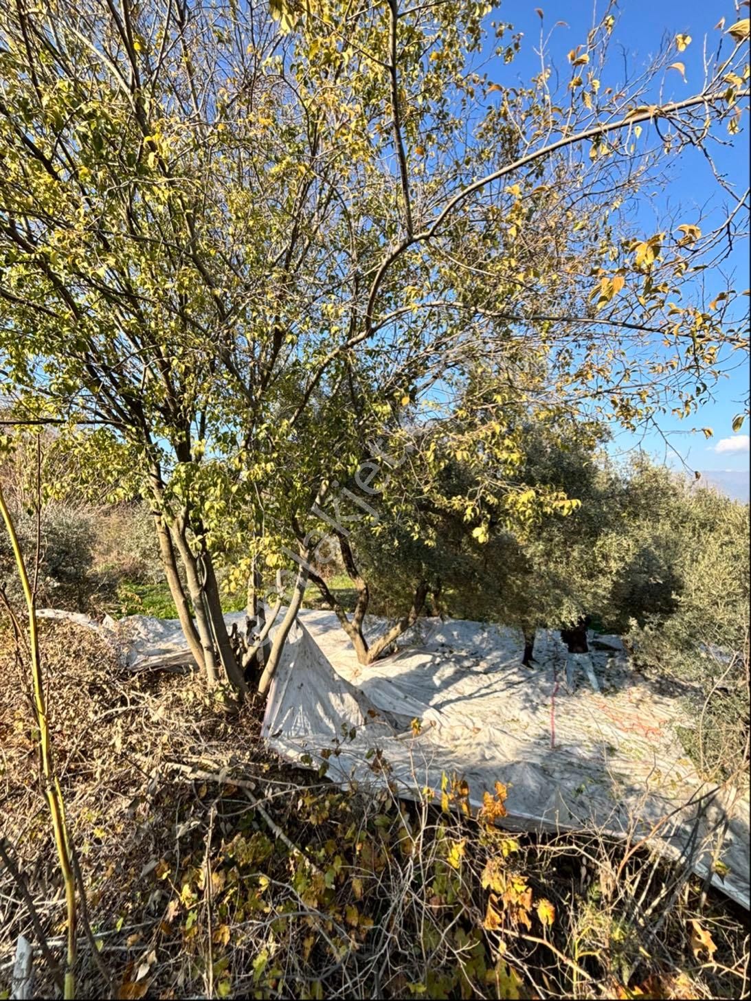 Nazilli Pirlibey Mahallesinde 2065 M2 Satılık Zeytinlik - Görsel 3