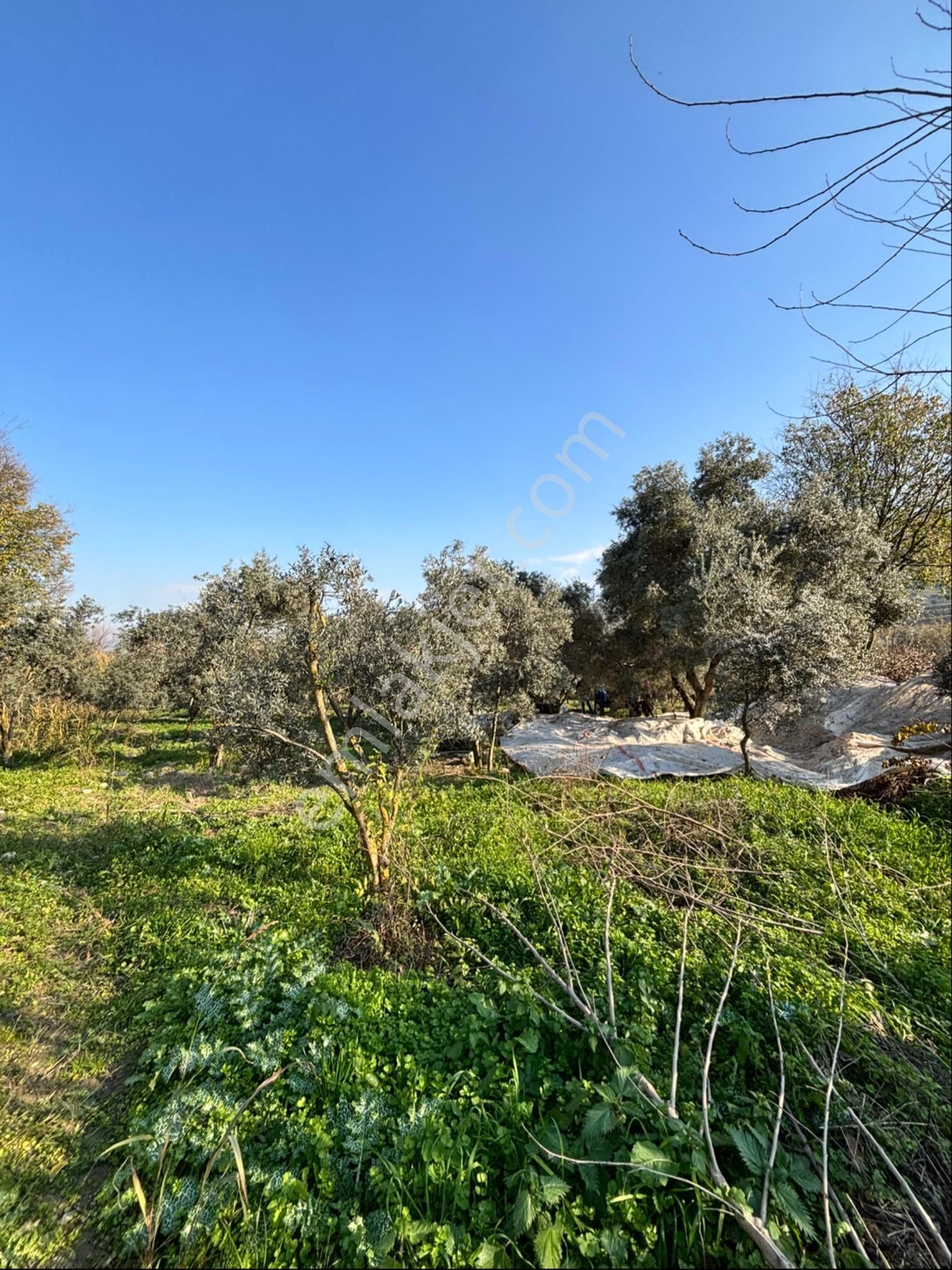 Nazilli Pirlibey Mahallesinde 2065 M2 Satılık Zeytinlik - Görsel 10