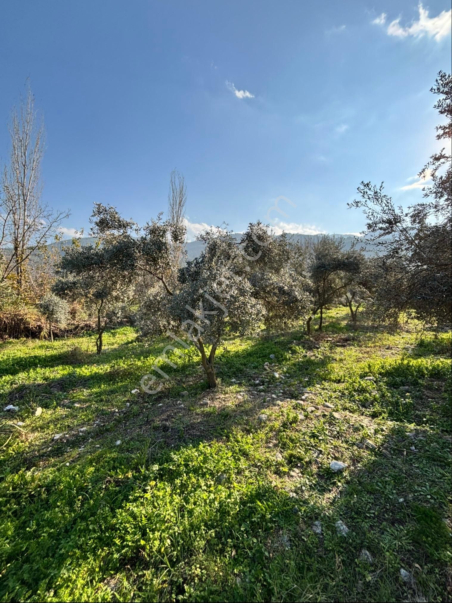 Nazilli Pirlibey Mahallesinde 2065 M2 Satılık Zeytinlik - Görsel 5