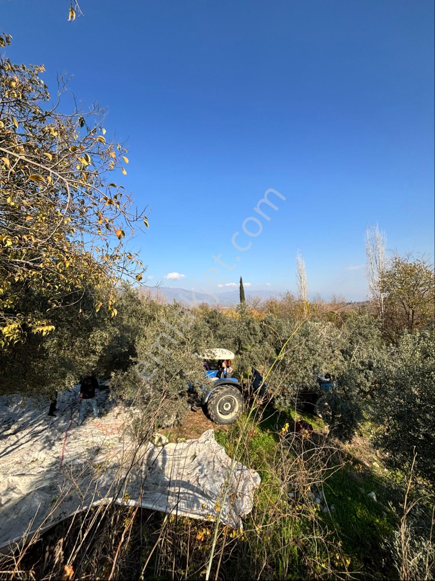 Nazilli Pirlibey Mahallesinde 2065 M2 Satılık Zeytinlik - Görsel 4