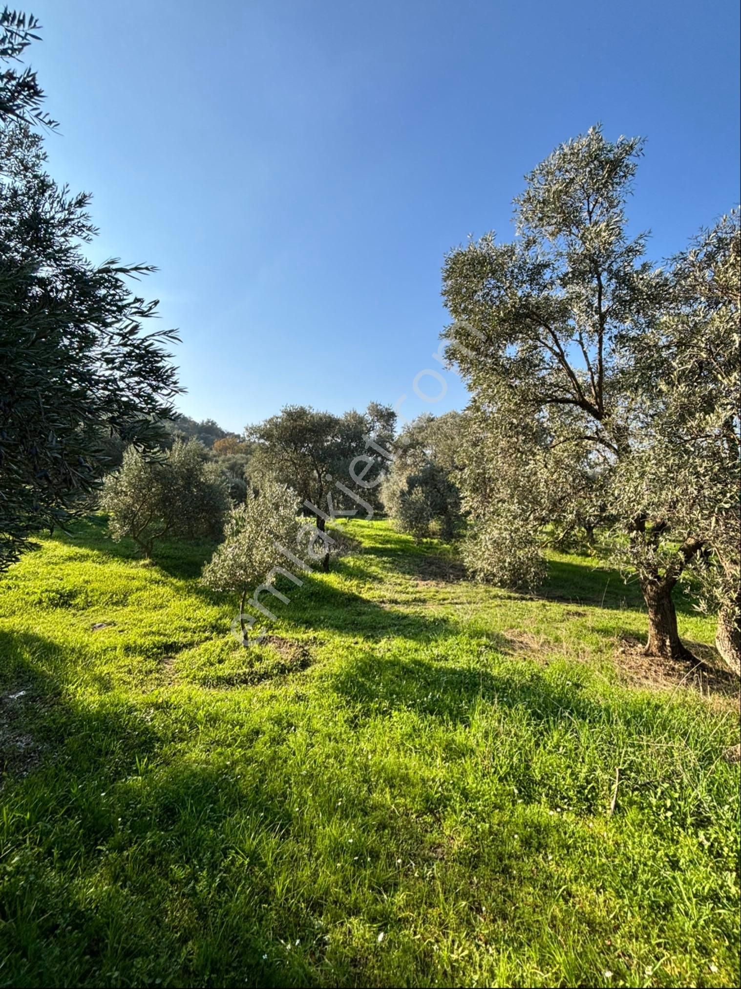 Nazilli Pirlibey Mahallesinde 3.400 M2 Zeytinlik Acil Satılık - Görsel 18