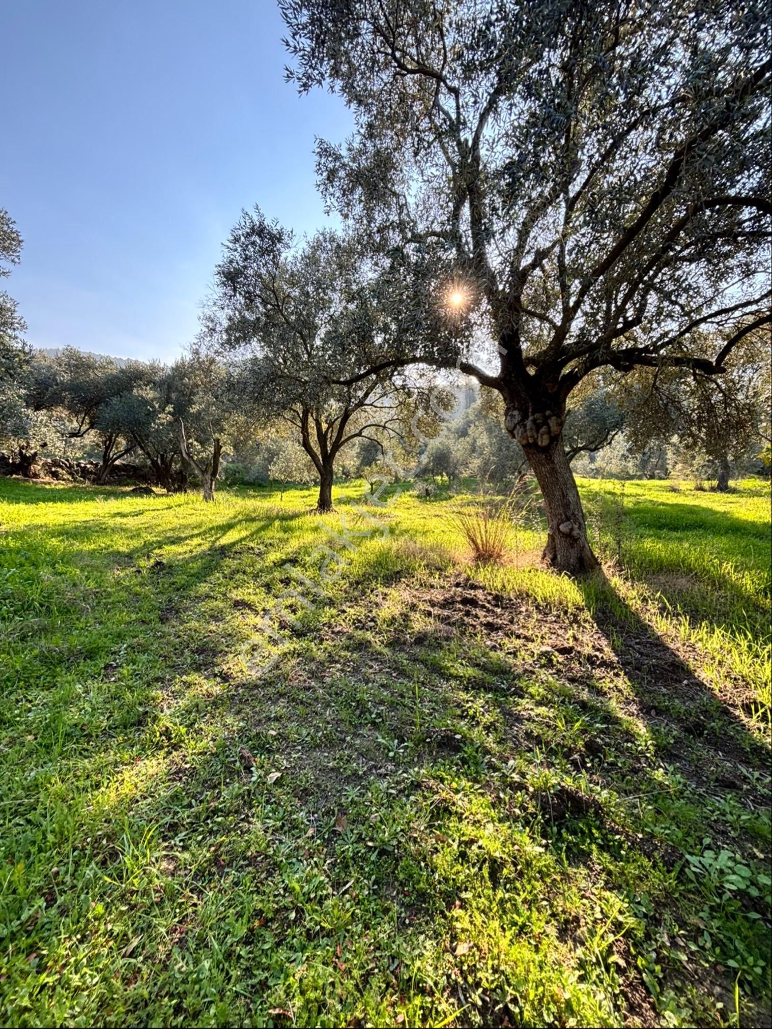 Nazilli Pirlibey Mahallesinde 3.400 M2 Zeytinlik Acil Satılık - Görsel 20