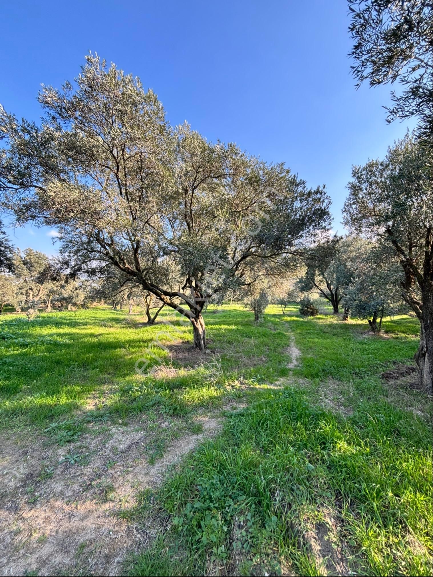 Nazilli Pirlibey Mahallesinde 3.400 M2 Zeytinlik Acil Satılık - Görsel 7