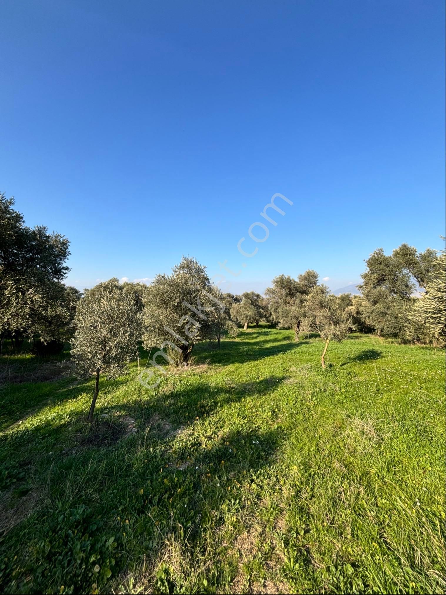 Nazilli Pirlibey Mahallesinde 3.400 M2 Zeytinlik Acil Satılık - Görsel 12