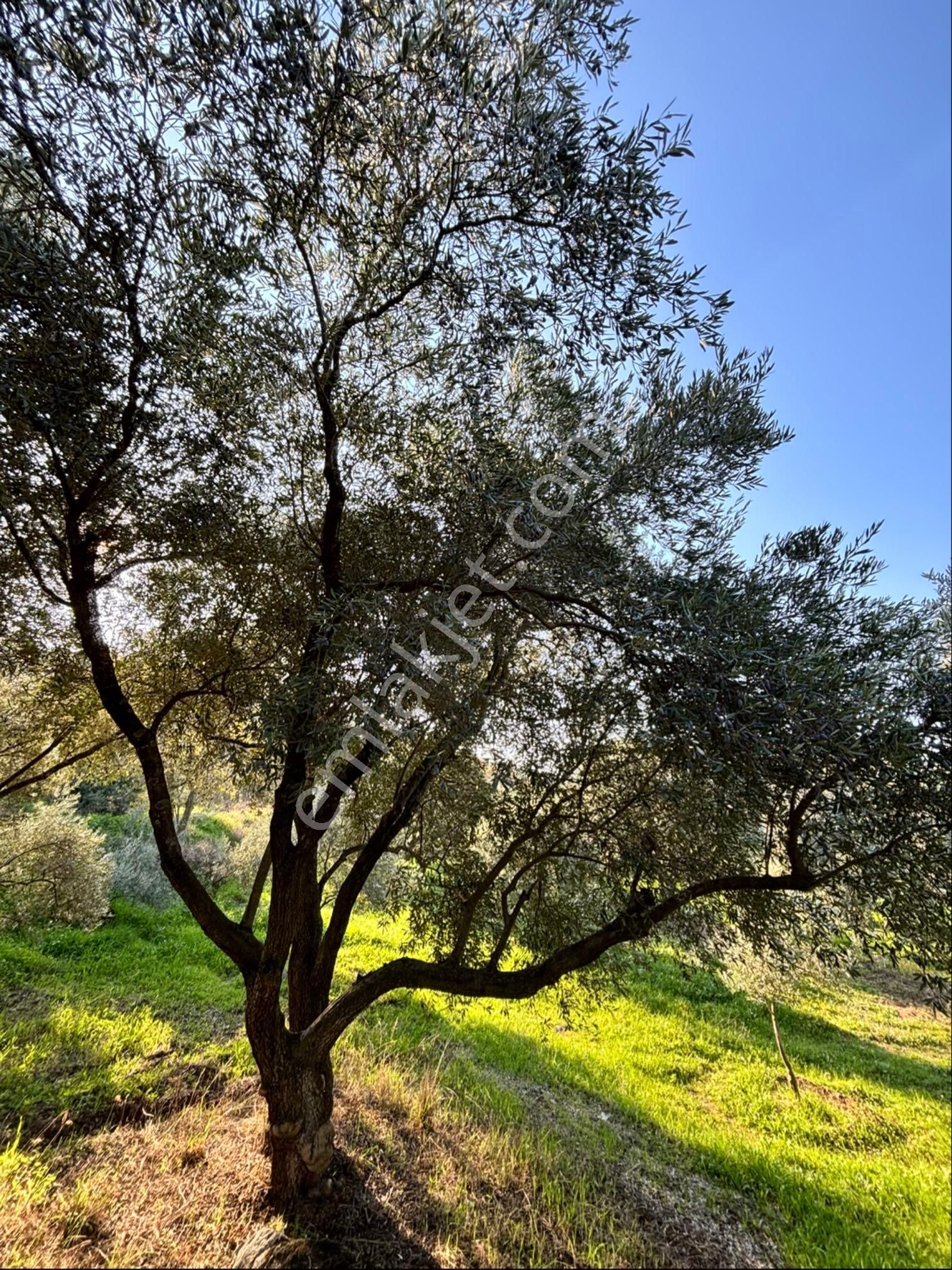 Nazilli Pirlibey Mahallesinde 3.400 M2 Zeytinlik Acil Satılık - Görsel 17