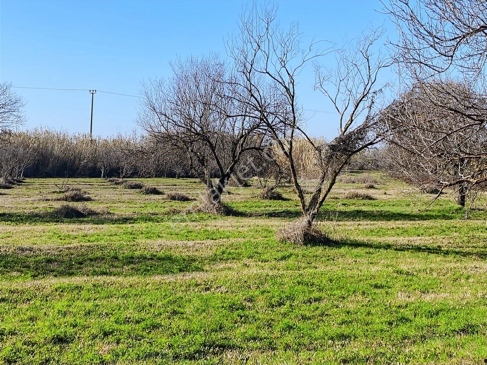 Aydın Efeler Umurlu Mahallesinde Satılık 10.103 M2 Tarla - Görsel 17