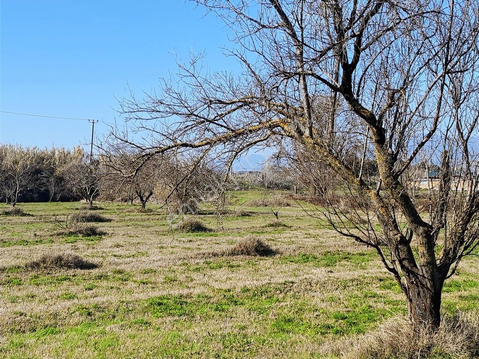Aydın Efeler Umurlu Mahallesinde Satılık 10.103 M2 Tarla - Görsel 18
