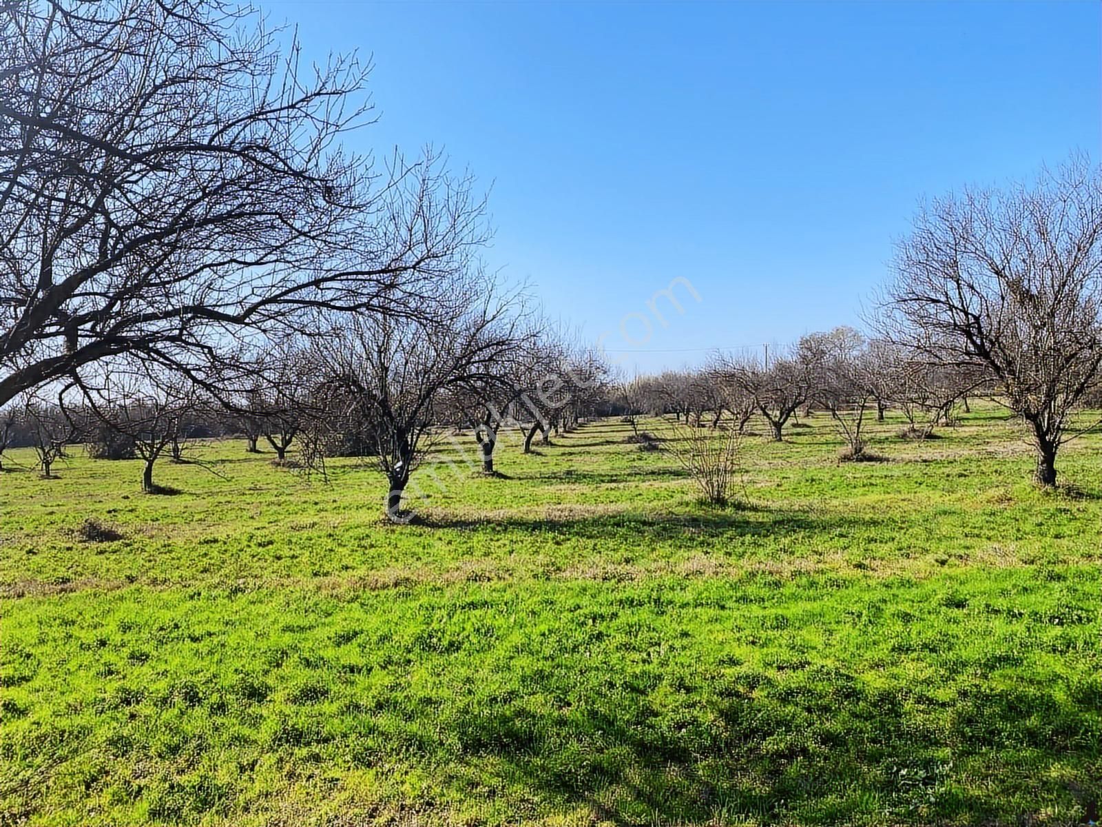 Aydın Efeler Umurlu Mahallesinde Satılık 10.103 M2 Tarla - Görsel 14
